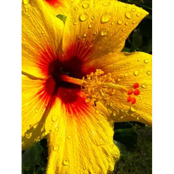 Yellow Hibiscus Flowers